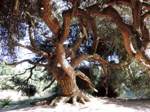 grove-den2