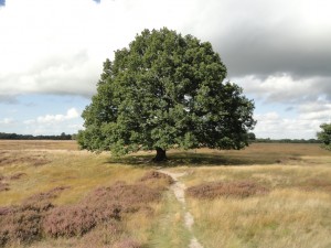 oude-eik
